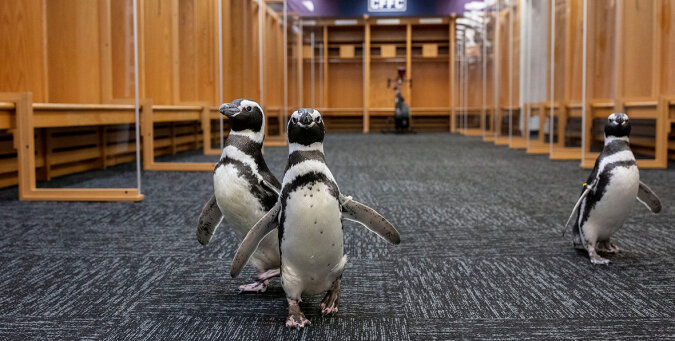 Znudzone pingwiny z oceanarium wyprowadzane są na spacery