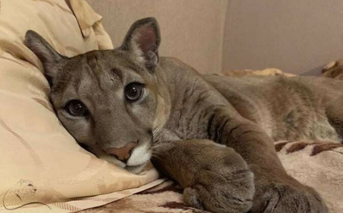 Puma uratowana z zoo nie może żyć na łonie natury - więc mieszka w domu jak kot