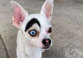 W Tajlandii znaleziono psa, który wygląda jak 2 psy w 1