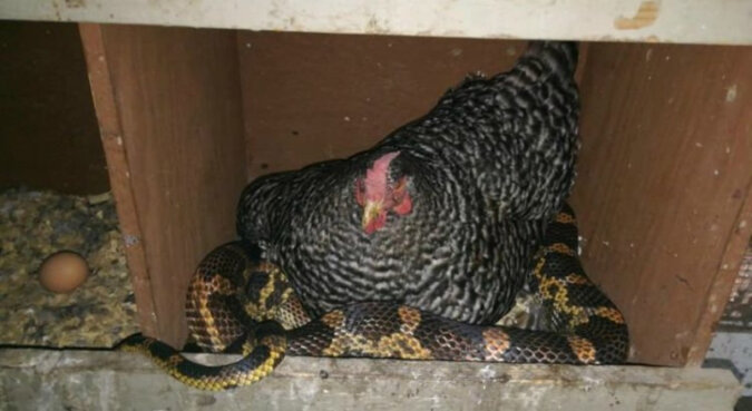 Istniej też taka przyjaźń: kura na farmie wzięła węża pod swoje skrzydła