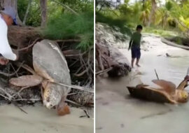 Żółw utknął w drzewie i nie mógł dotrzeć do morza