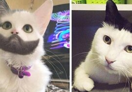 20 futrzaków, na których natura nie szczędziła kolorów