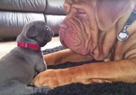 Dorosły i poważny pies jest zachwycony malutkim szczeniakiem