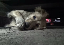 Pies bał się nawet ratowników i zakrywał oczy łapami