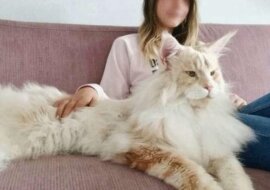 Jak wygląda życie w domu z ogromnym maine coonem
