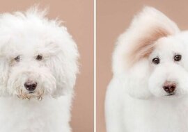 Wspaniałe zdjęcia psów przed i po strzyżeniu