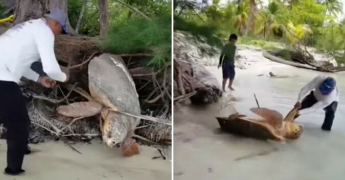 Żółw utknął w drzewie i nie mógł dotrzeć do morza