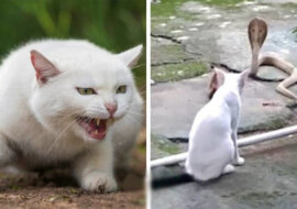 Kotka, ryzykując sobą, uratowała rodzinę przed jadowitą kobrą