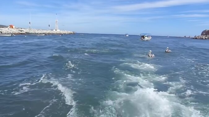 Chłopaki płynęli po morzu, gdy nagle ten cudak wskoczył do łodzi