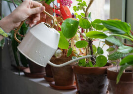 Jak nawozić rośliny doniczkowe olejem rycynowym