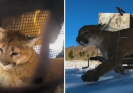 Mieszkańcy Stanów Zjednoczonych znaleźli pumę pod werandą