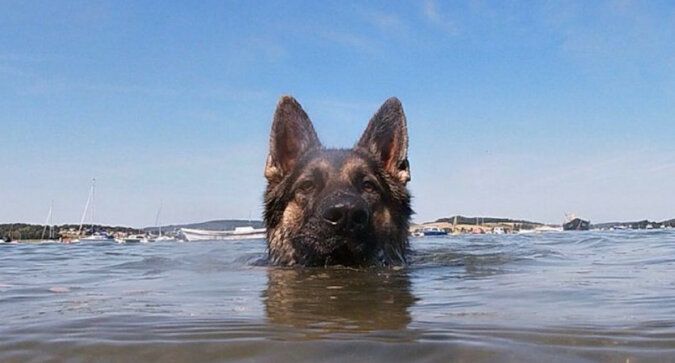 Najbardziej oddany przyjaciel: pies płynął do brzegu przez 11 godzin, aby uratować swojego właściciela