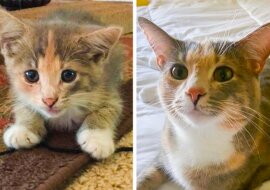 Zwierzęta znalazły dom i oddały ludziom w zamian miłość