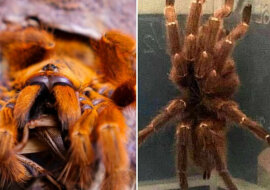 Kobieta zobaczyła gigantycznego rudego pająka w pobliżu domu