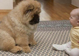 Neuropatolog przepisał choremu dziecku chow chow