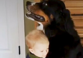 Maluchy i wierni psi przyjaciele. Takie słodkie