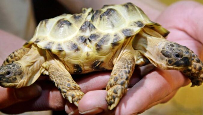 Żółw dwugłowy znaleziony u wybrzeży Florydy