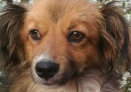 Pies głodował. Dali mu kiełbasę, a on zaniósł ją kotu