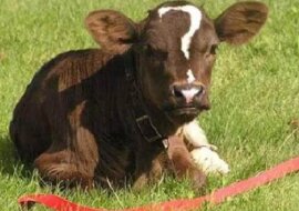 Najsłodsze zwierzęta, nad którymi natura udanie zażartowała