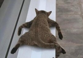 10 lekcji od zwierząt o tym, jak i gdzie słodko spać