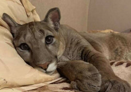 Puma uratowana z zoo nie może żyć na łonie natury - więc mieszka w domu jak kot
