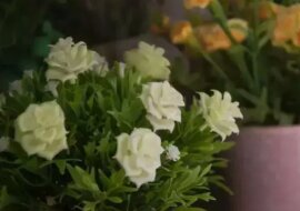 Po co dodawać łupiny orzecha włoskiego do doniczek