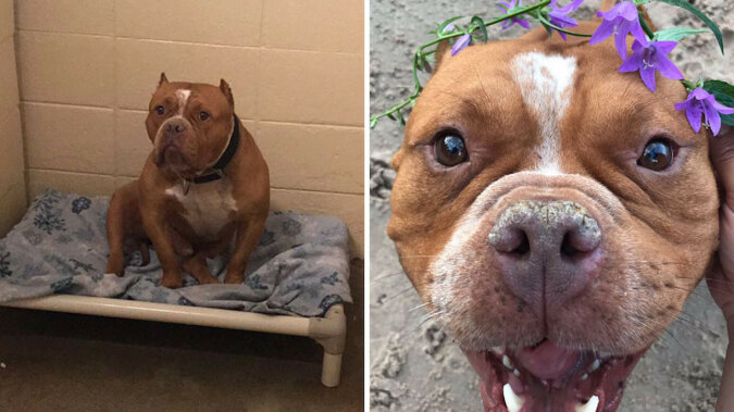 17 zdjęć psów przed i po schronach, które poruszą twoje serce