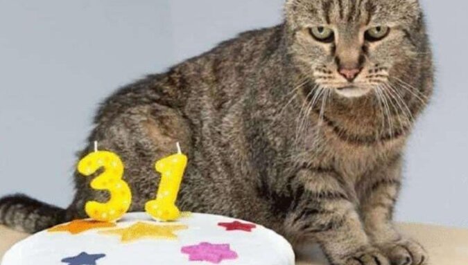 Najstarszy kot świata kończy 31 lat