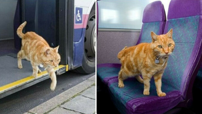 Kot uciekał z domu, aby jeździć autobusem