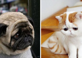 Jak wyglądają obrażone: zwierzęta, wobec których zawiniłeś