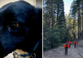 Pies uratował swojego właściciela przyprowadziwszy mu pomoc