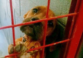 Z powodu samotności pies codziennie płacze w schronisku