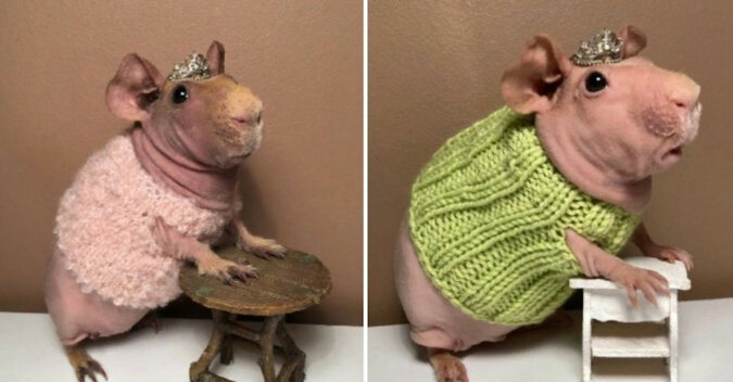Mieszkanka Szwecji robi na drutach swetry dla łysych świnek morskich
