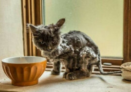 Bezdomny chudy kot stał się naprawdę przystojnym zwierzęciem