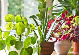 Cztery rośliny doniczkowe, które powinien mieć w domu każdy