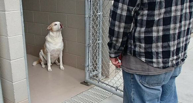 Pies ze schroniska zapłakał, gdy rozpoznał stojącego przed nim mężczyznę