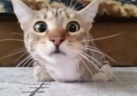 Kot, który ogląda horror, stał się gwiazdą Internetu