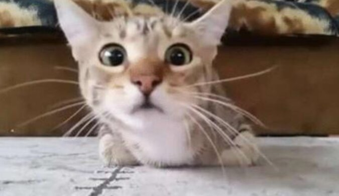Kot, który ogląda horror, stał się gwiazdą Internetu