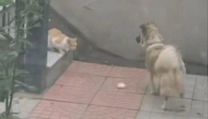 Pies zobaczył, że uliczny kot jest bardzo głodny, potrzebuje pomocy i postanowił mu pomóc