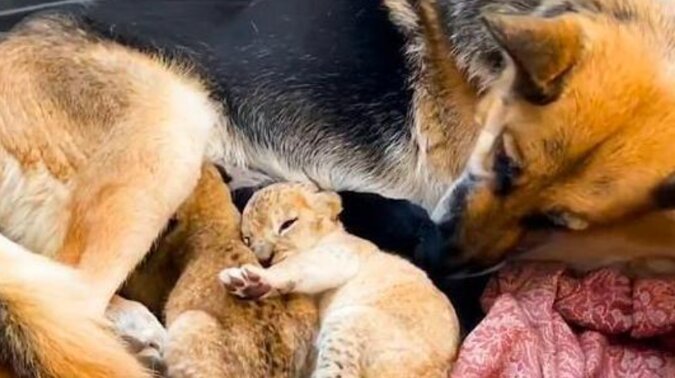 Pies, który nienawidzi kotów, zaopiekował się dwoma lwiątkami