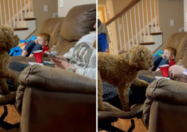 Pies bezczelnie domaga się uwagi właścicielki