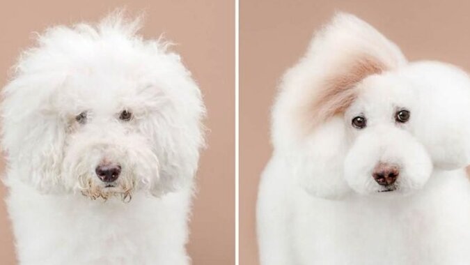 Wspaniałe zdjęcia psów przed i po strzyżeniu