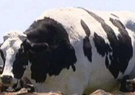 W Australii żyje gigantyczny byk wysoki na 2 metry