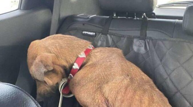 Kobieta zabrała do domu nieśmiałego psa ze schroniska, który zmienił się nie do poznania