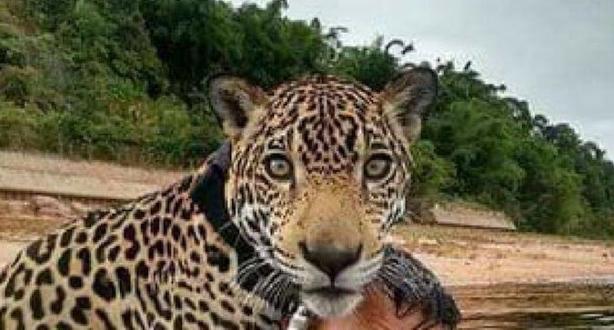 Żołnierze uratowali jaguara, a on w zamian przytulił ich jak zwykły kot domowy