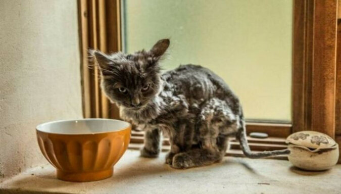 Bezdomny chudy kot stał się naprawdę przystojnym zwierzęciem