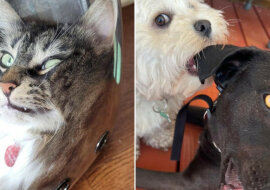 15 zdjęć zwierząt, które zachowują się jak dzieci