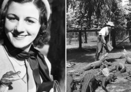 Farma krokodyli - niebezpieczna rozrywka XX wie