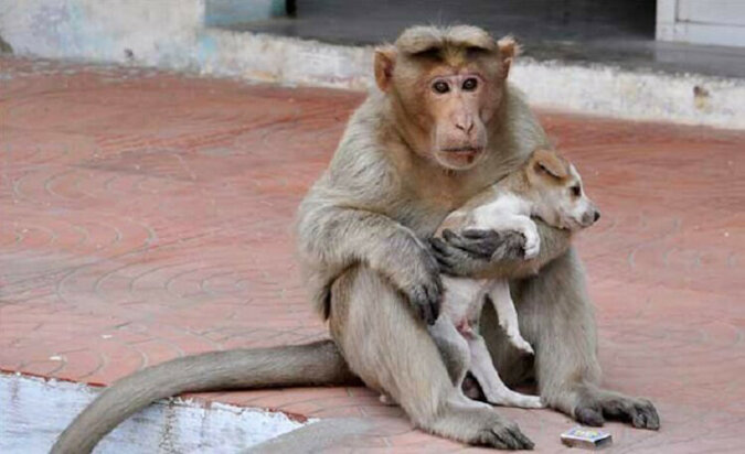 Małpa „adoptowała” porzuconego szczeniaka i opiekuje się nim jak prawdziwa mama