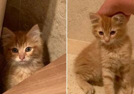 Samotny kotek wszedł na podwórko, drżąc ze strachu